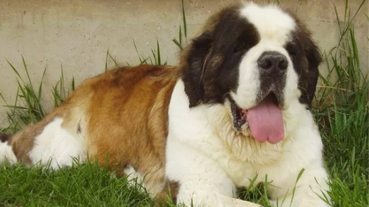 Saint Bernard Puppy for Sale in Dehli | The Barking Babies