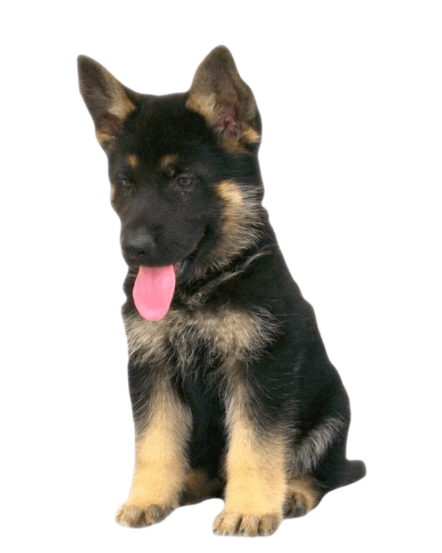 german-shepherd-puppy-for-sale-in-delhi-the-barking-babies