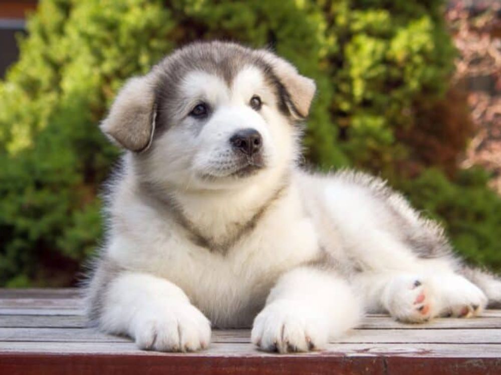 Alaskan Malamute