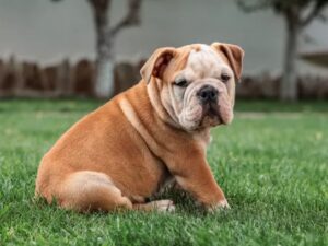 British Bulldog