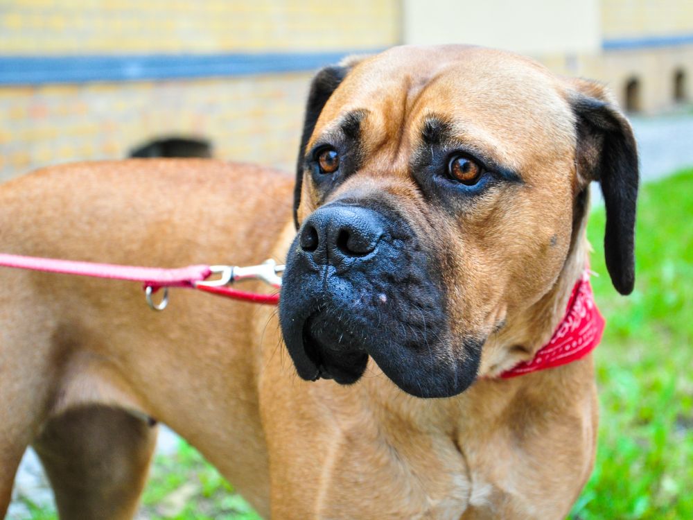 Bullmastiff