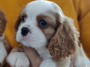 Cavalier King Charles Spaniel
