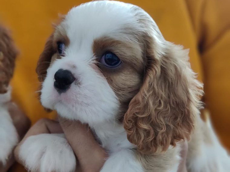 Cavalier King Charles Spaniel