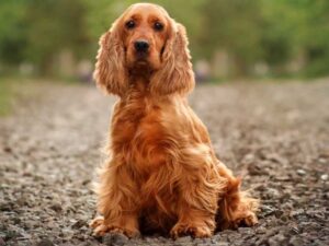 Cocker Spaniel