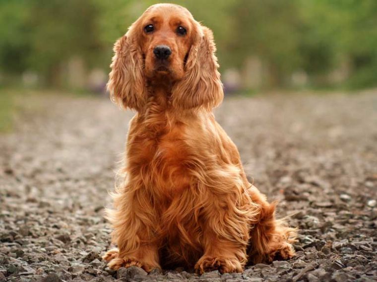 Cocker Spaniel