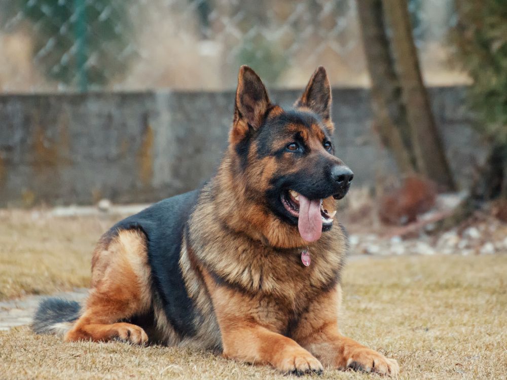 German Shepherd