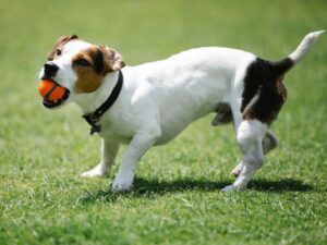 Jack Russell terrier