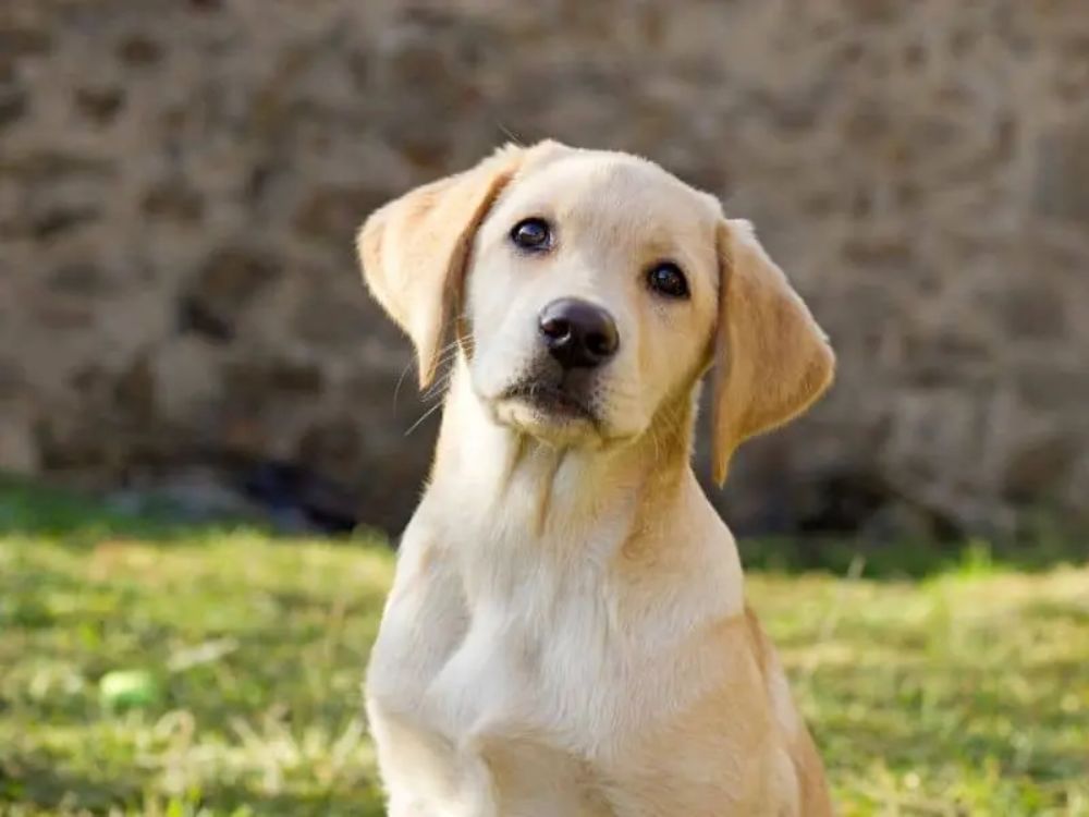 Labrador Retriever