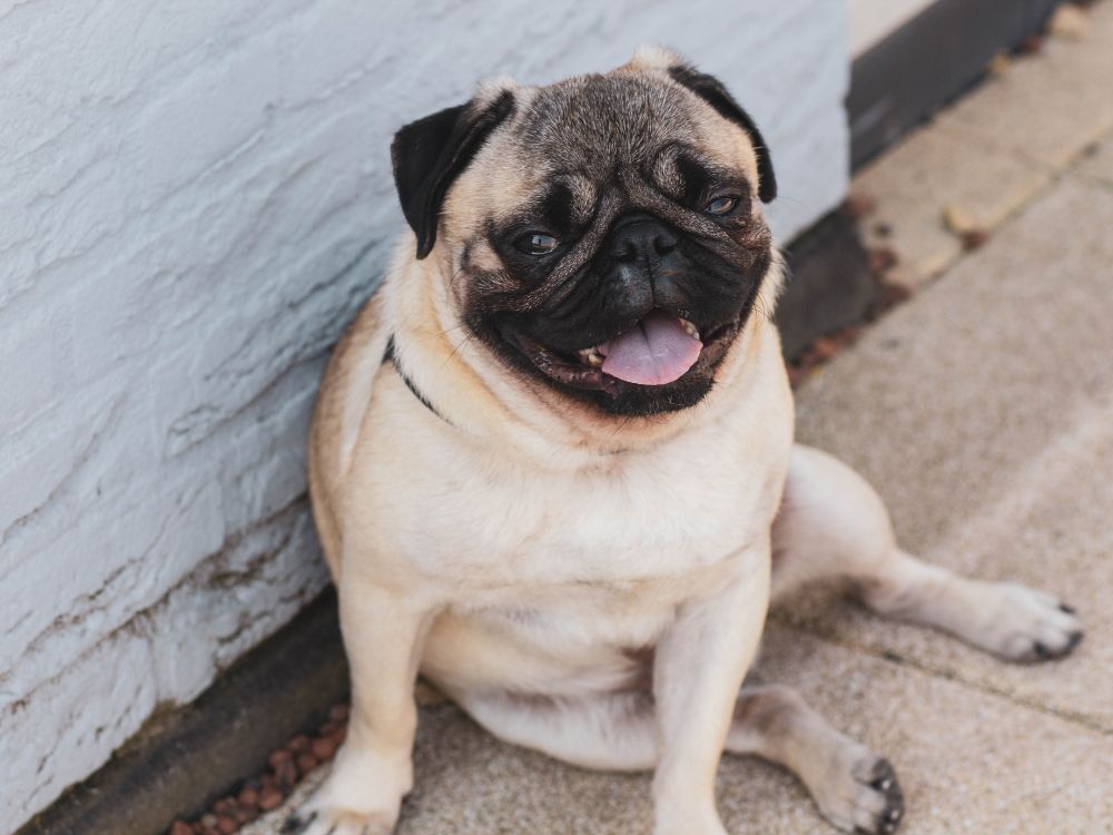 Pug