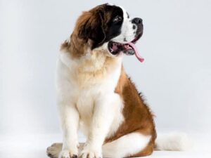 Saint Bernard