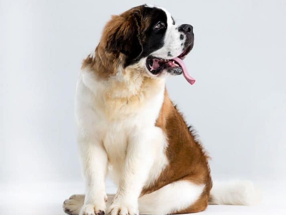 Saint Bernard