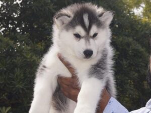 Siberian Husky