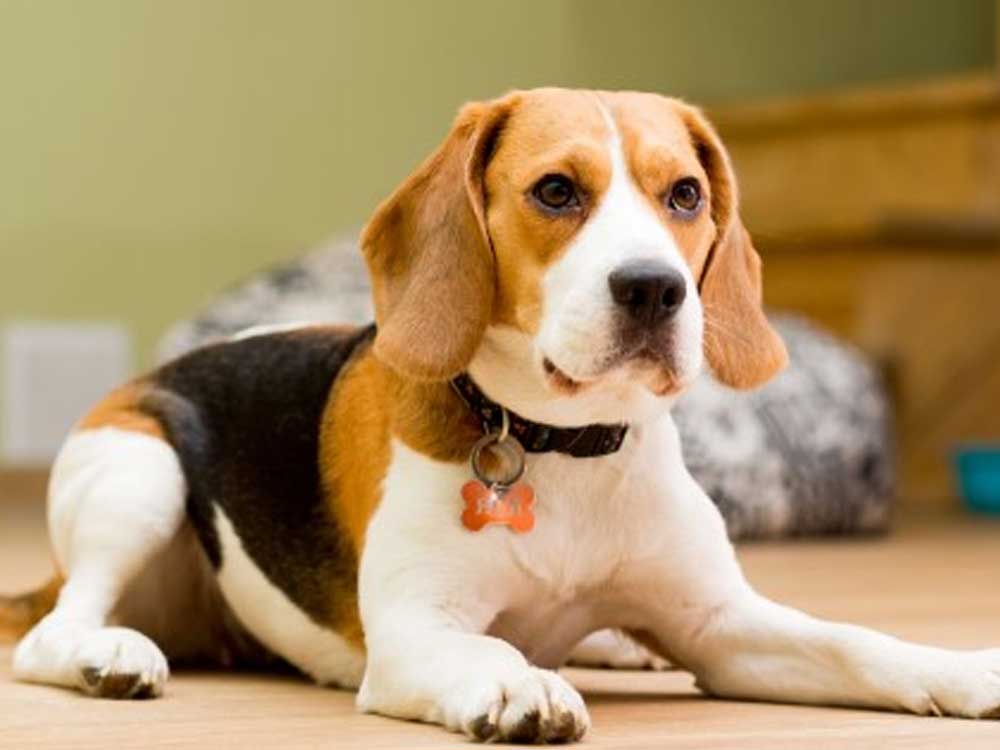 Beagle Puppies