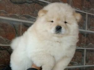 Chow Chow Puppies