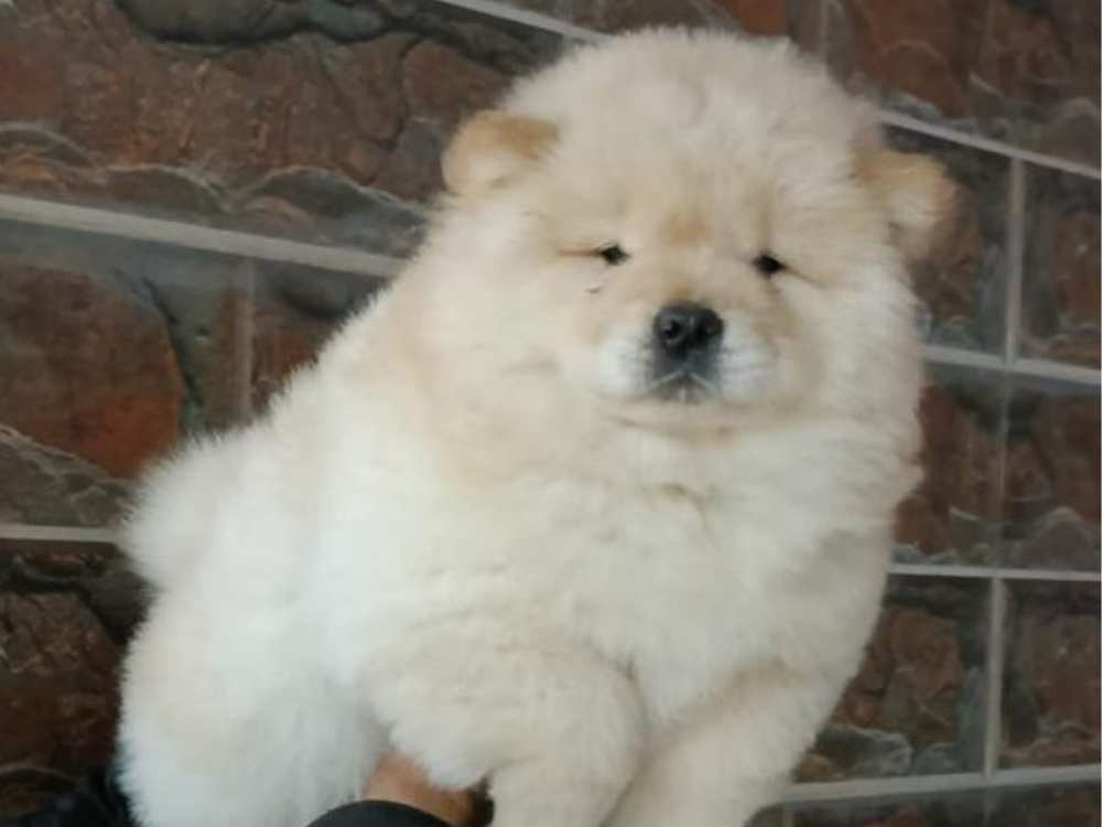 Chow Chow Puppies