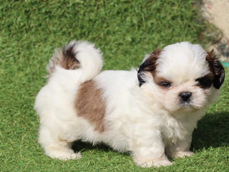Shih Tzu Puppies