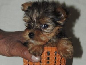 Yorkshire Terrier