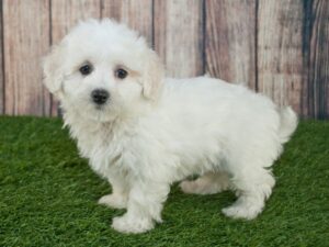 Maltipoo